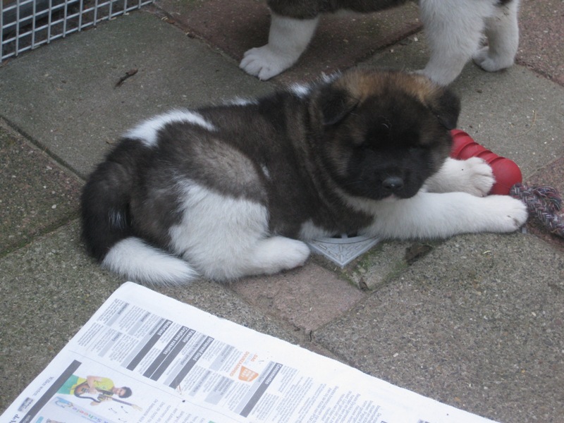 Puppies
